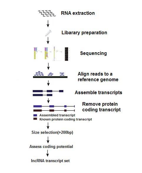 lncRNA Sequencing